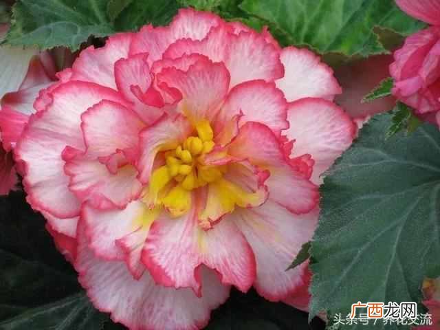 一年四季都盛开的花是什么花（四季常开的品种