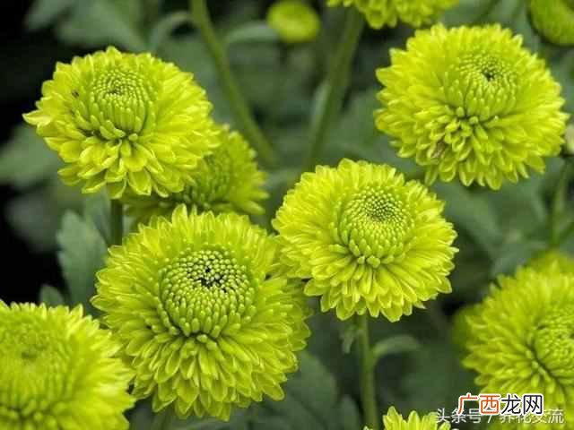 一年四季都盛开的花是什么花（四季常开的品种