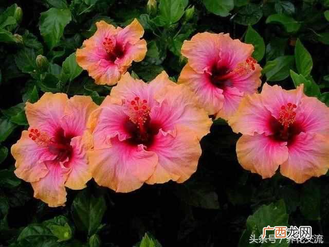一年四季都盛开的花是什么花（四季常开的品种