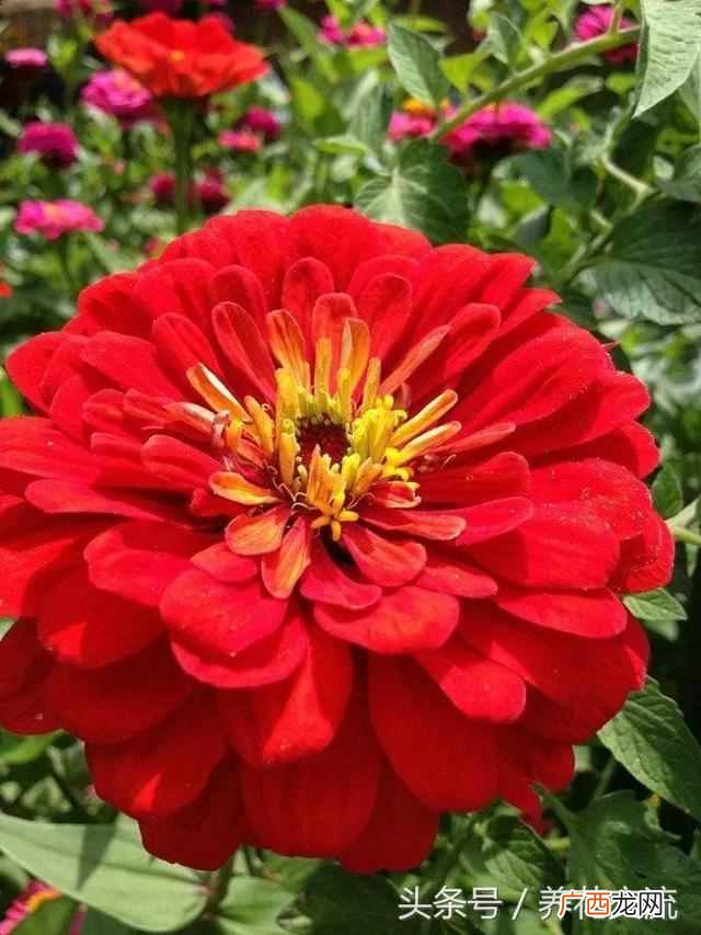 一年四季都盛开的花是什么花（四季常开的品种