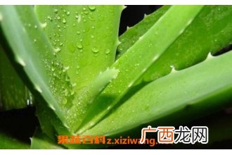 芦荟外敷的作用与功效 芦荟外敷的药用价值