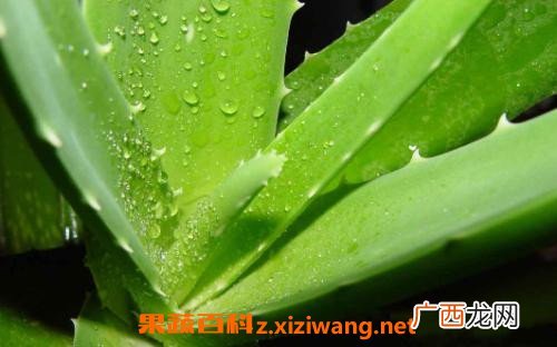 芦荟外敷的作用与功效 芦荟外敷的药用价值