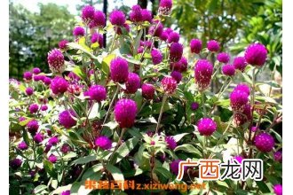 千日红的功效与作用 千日红的药用价值