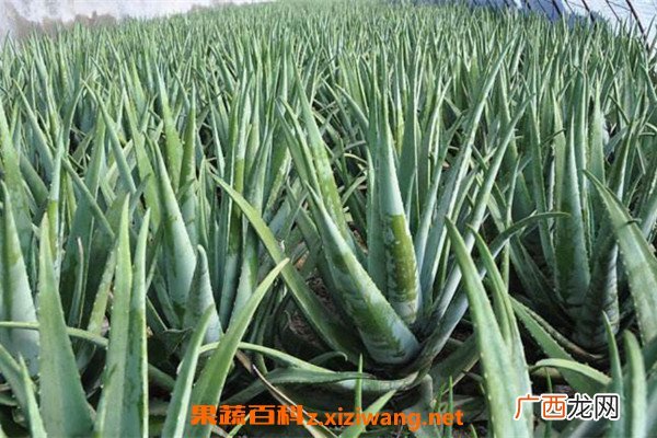 库拉索芦荟在家怎么养 养殖库拉索芦荟的技巧教程