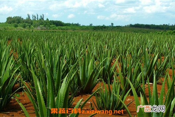 库拉索芦荟在家怎么养 养殖库拉索芦荟的技巧教程