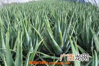 库拉索芦荟在家怎么养 养殖库拉索芦荟的技巧教程