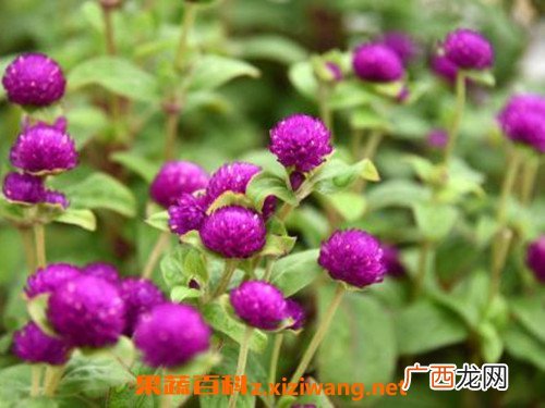 千日红怎么泡水喝 千日红泡水喝的功效与作用