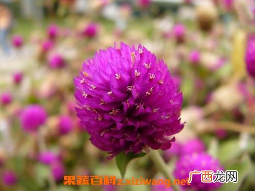 千日红怎么泡水喝 千日红泡水喝的功效与作用