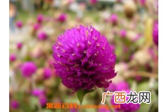 千日红怎么泡水喝 千日红泡水喝的功效与作用