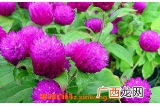 千日红和什么一起泡 什么人不能喝千日红