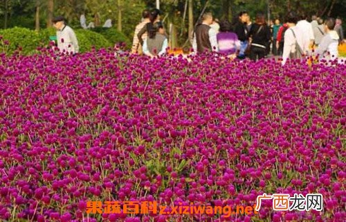 千日红和什么一起泡 什么人不能喝千日红