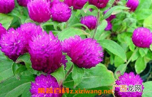 千日红和什么一起泡 什么人不能喝千日红