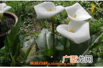 马蹄莲和海芋的区别