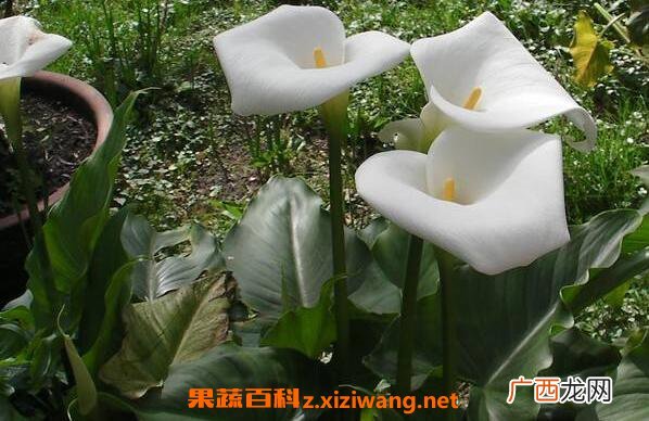 马蹄莲和海芋的区别