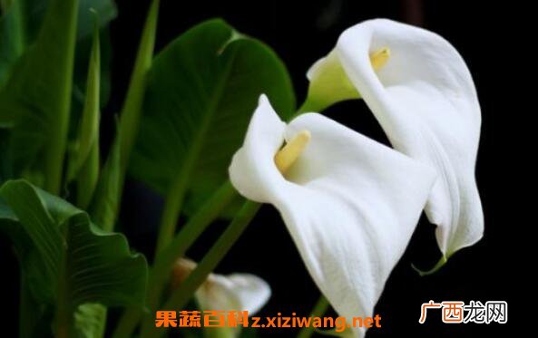 马蹄莲和海芋的区别