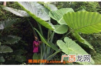 大野芋有毒吗 大野芋毒性如何解