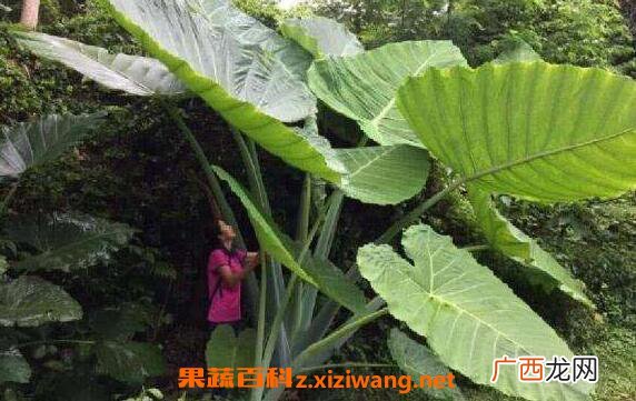 大野芋有毒吗 大野芋毒性如何解