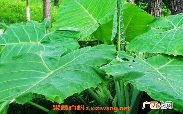 大野芋有毒吗 大野芋毒性如何解