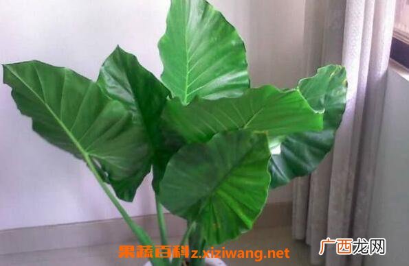 滴水观音和海芋花的区别