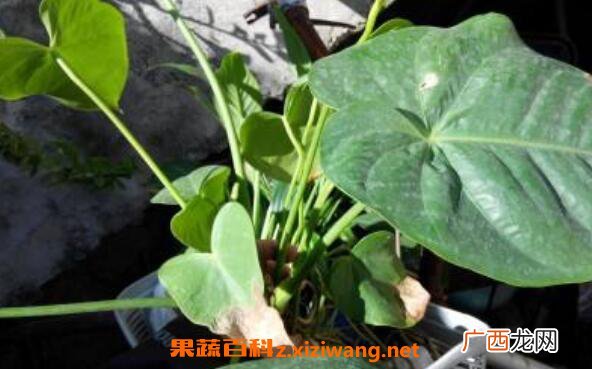 滴水观音和海芋花的区别
