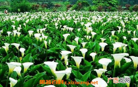 海芋的功效与作用 海芋怎么养