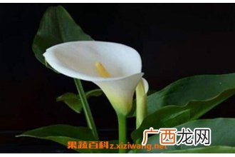 海芋的功效与作用 海芋怎么养