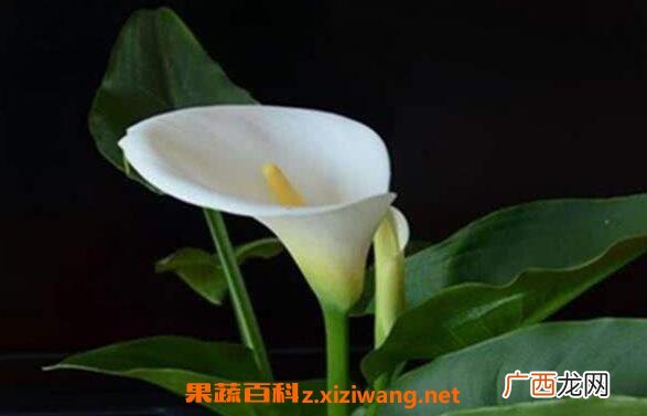 海芋的功效与作用 海芋怎么养