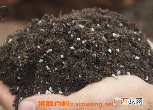 什么是花土 花土里有虫子怎么办