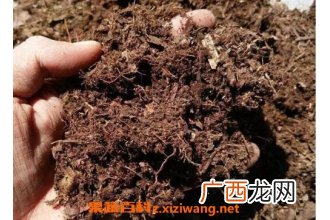 什么是花土 花土里有虫子怎么办