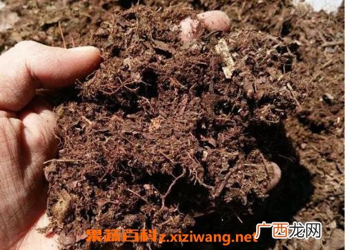 什么是花土 花土里有虫子怎么办