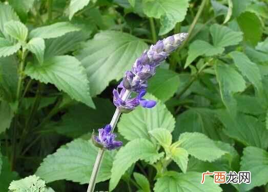 猫薄荷有什么作用 猫薄荷是什么东西