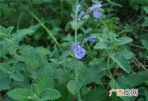 猫薄荷有什么作用 猫薄荷是什么东西