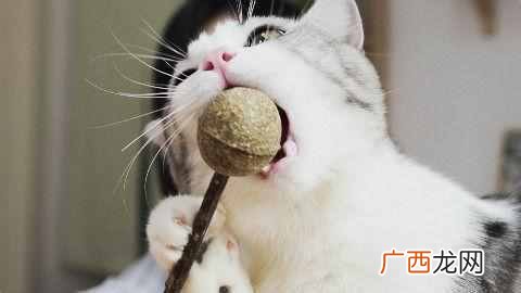 猫薄荷有什么作用 猫薄荷是什么东西