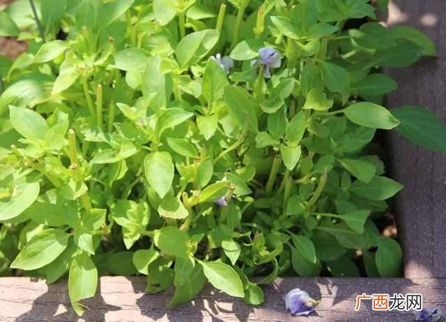 猫薄荷有什么作用 猫薄荷是什么东西