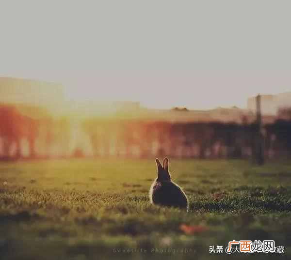 下一句是什么 三十而立是什么意思