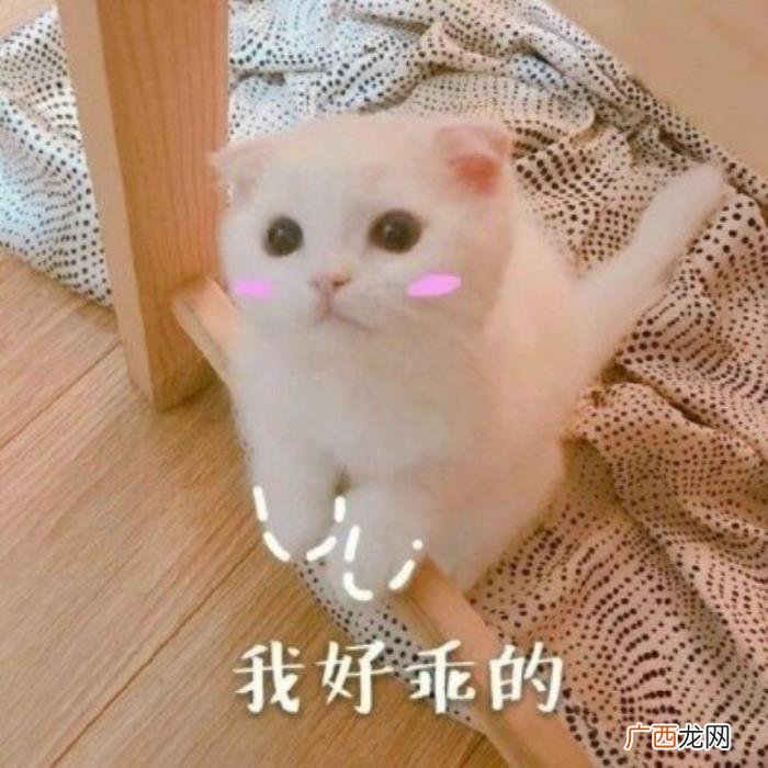 向对象道歉600字,怎么可爱地跟男朋友道歉