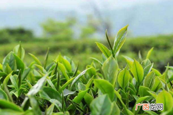 绿茶功效有哪些什么情况不能喝绿茶