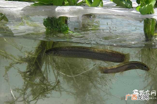 非洲红河猪国内有养殖 红河电视泥鳅养殖视频