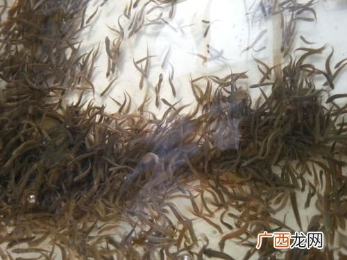 非洲红河猪国内有养殖 红河电视泥鳅养殖视频