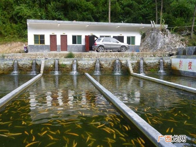 湖北虹鳟鱼养殖基地 虹鳟养殖场