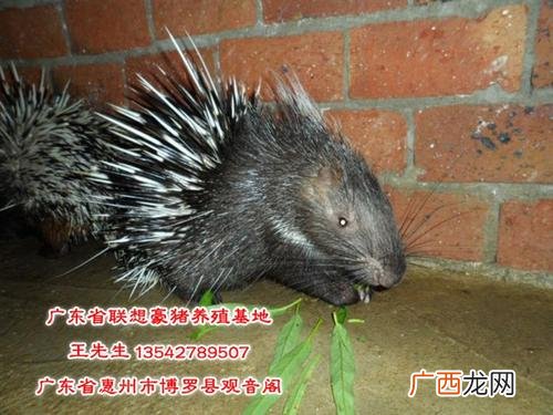 湖北大型养猪基地 湖北省豪猪养殖基地