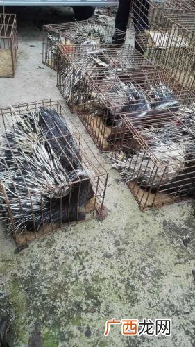 湖北大型养猪基地 湖北省豪猪养殖基地