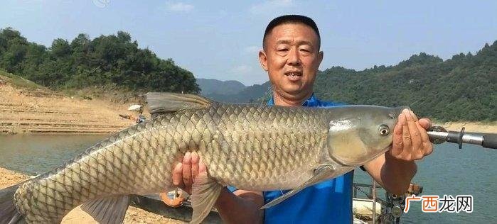 草鱼的养殖方法 鲩鱼养殖视频
