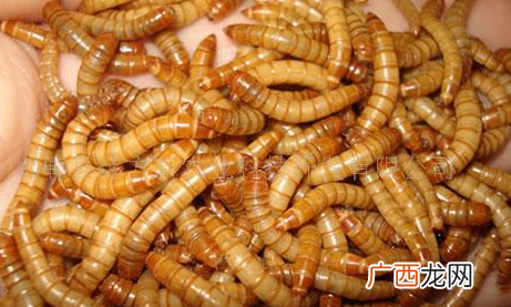 黄粉虫养殖技术视频 黄粉虫养殖的骗局