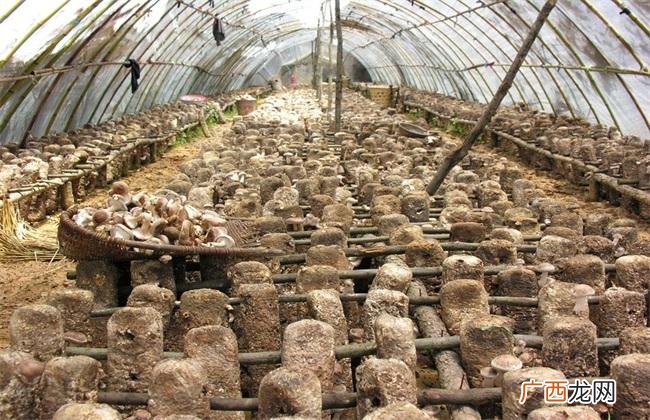 黄蘑菇可以人工种植吗 黄蘑的养殖