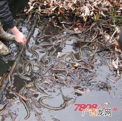 黄鳝冬天怎么养 黄鳝养殖冬天怎么办