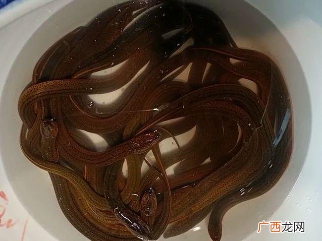 黄鳝一年能长多重 黄鳝养殖一年能长多少