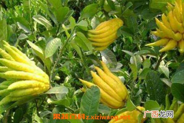 佛手花的功效与作用 佛手花怎么吃