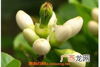 佛手花的功效与作用 佛手花怎么吃