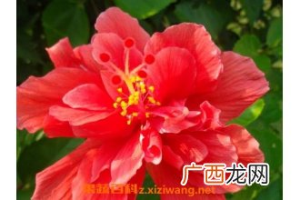 大红花的功效与作用 大红花有什么作用